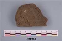 藏品(海綿)的圖片